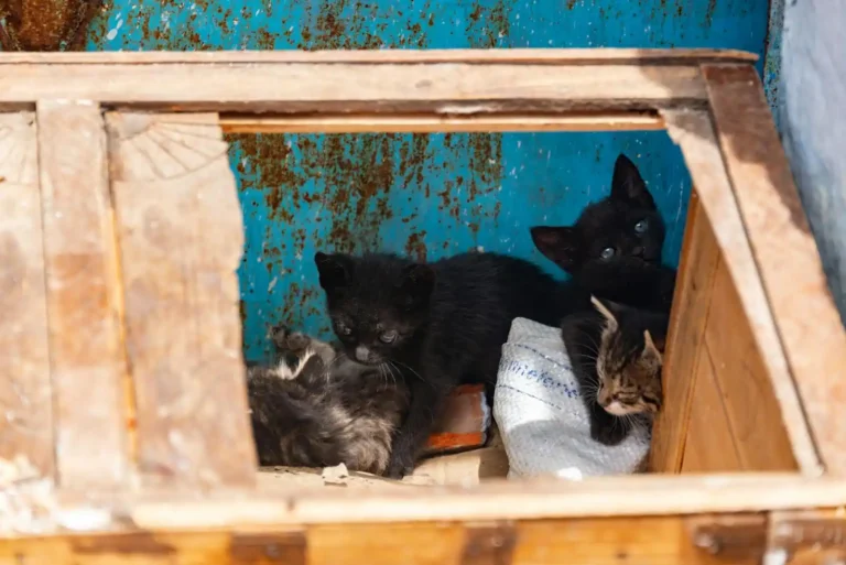 Maison de toilette pour chat : choisir, installer, entretenir