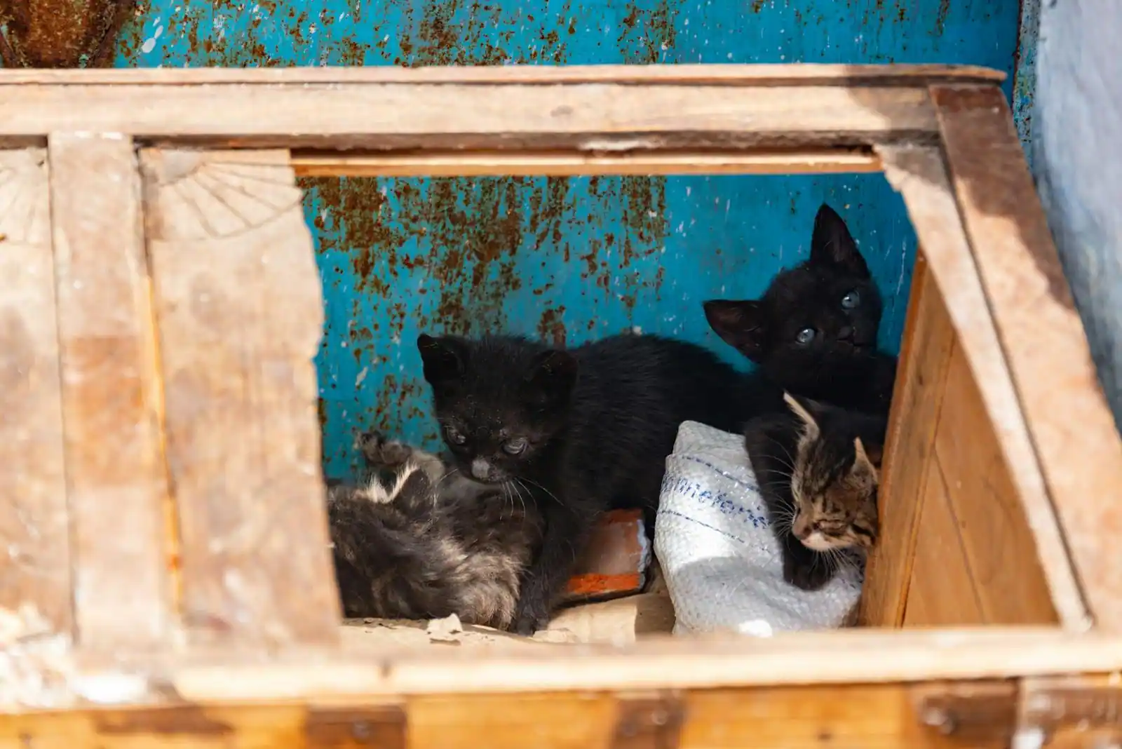 Chat sortant d'une maison de toilette fermée posée dans un intérieur clair
