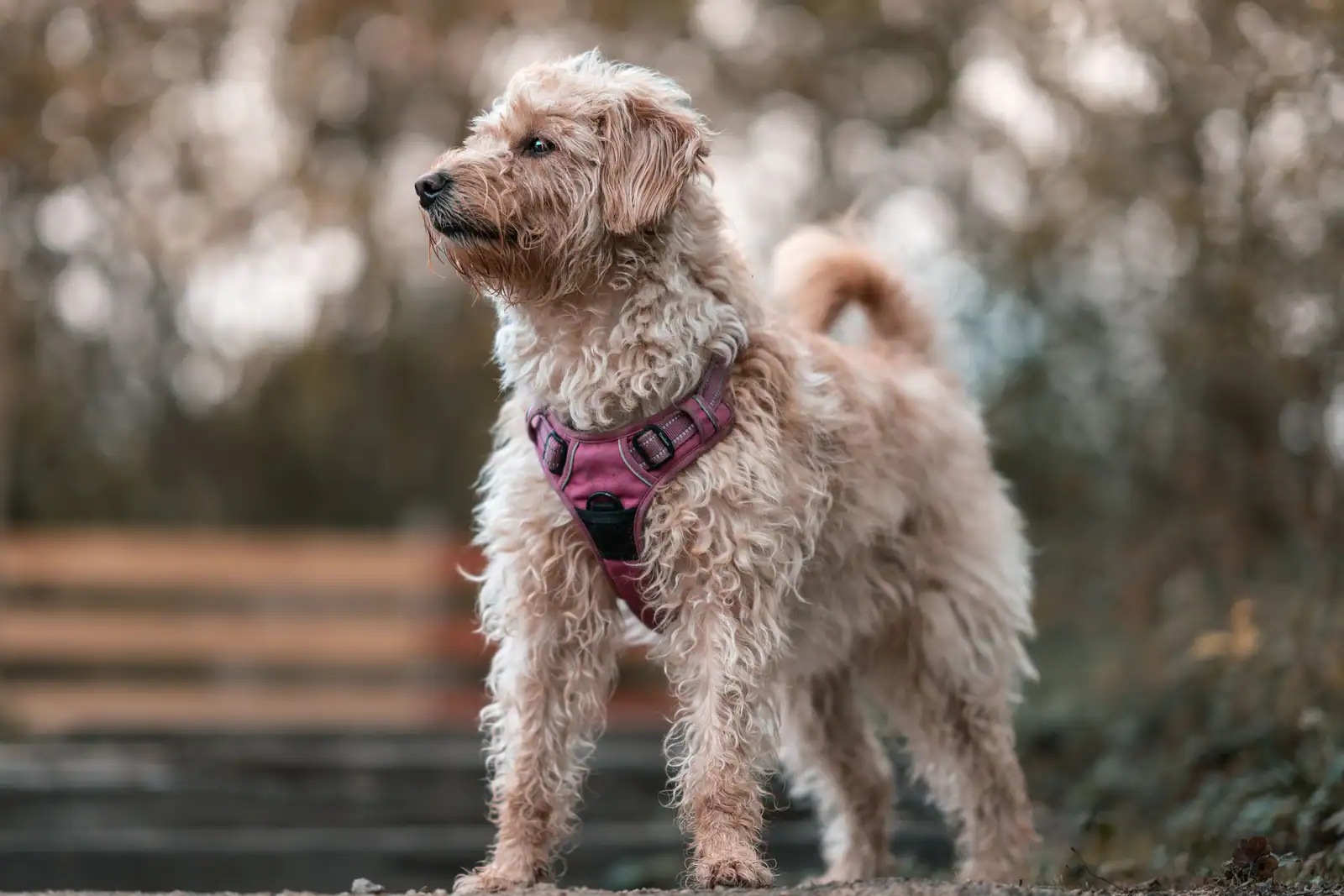 Chien au poil bouclé portant un harnais rose, debout en extérieur.