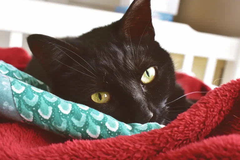Adopter un chat noir : un compagnon comme un autre