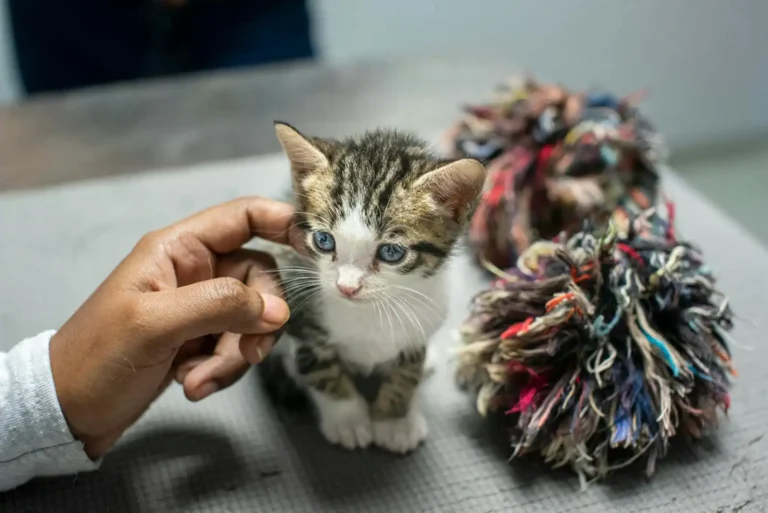 Adopter un chat à Toulouse : le guide pour bien commencer