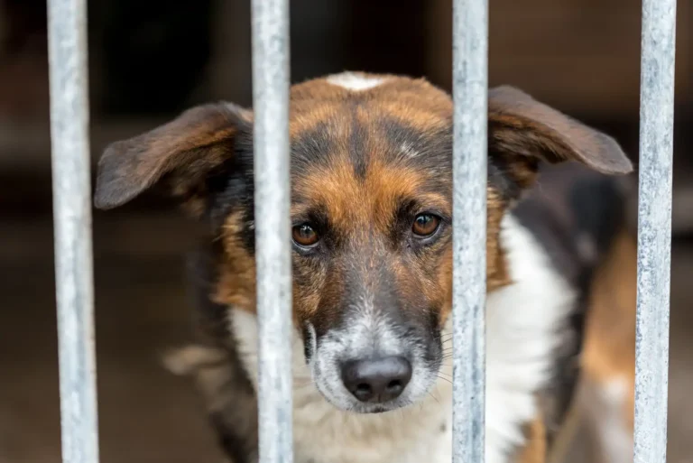 Adopter un chien à Paris : le guide pour bien s&rsquo;y prendre