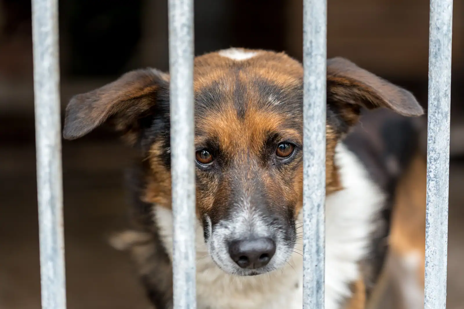 Chien croisé au regard attentif derrière les barreaux de son enclos, dans un refuge