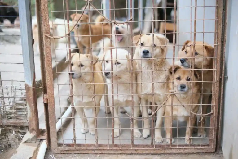 Adopter un chien à la SPA