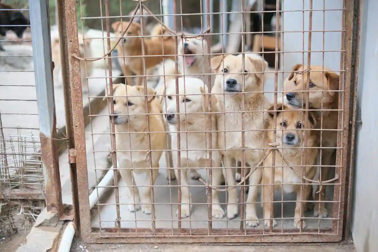 Jeune chien au regard doux derrière la grille d'un refuge, prêt à être adopté.