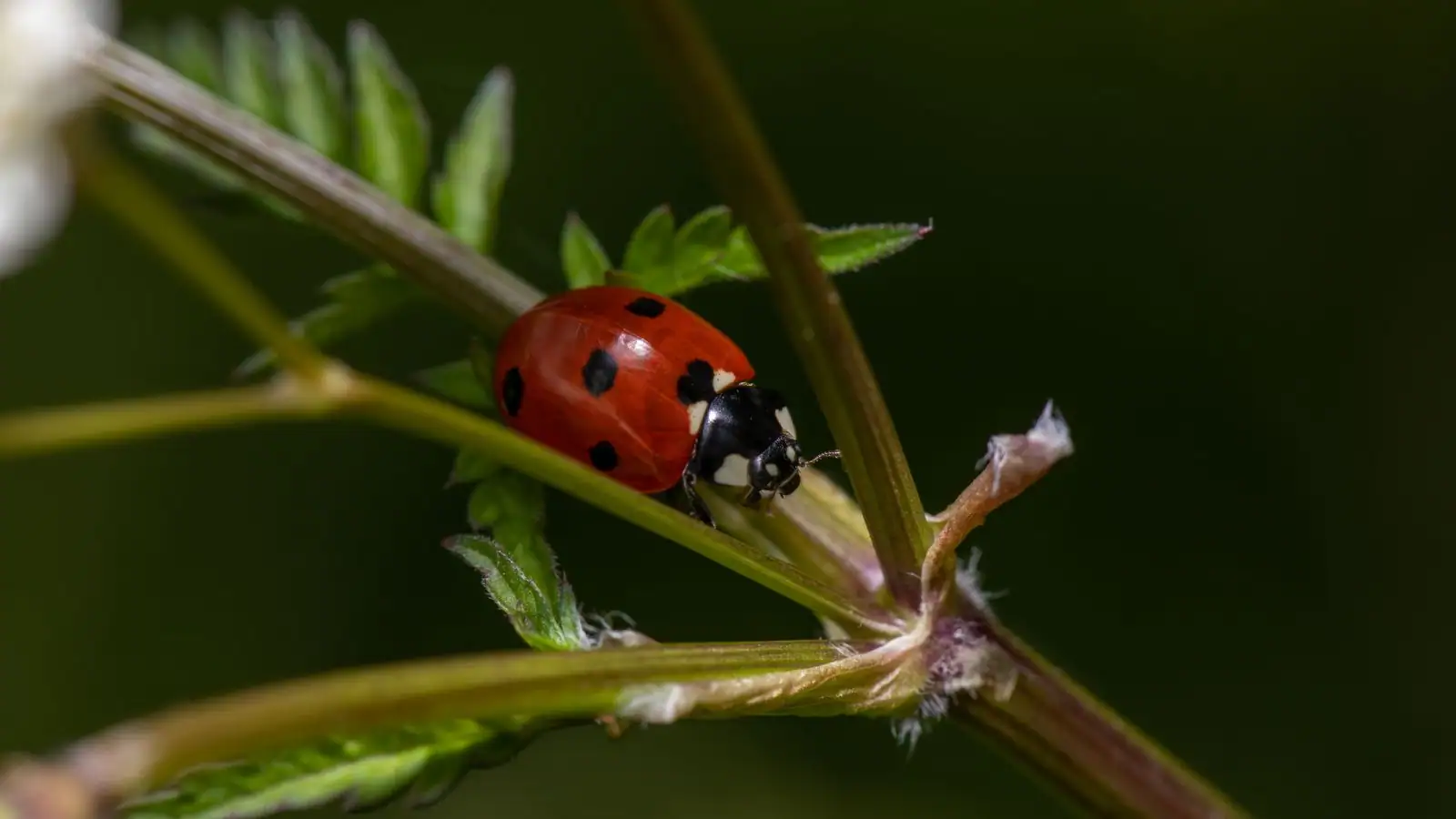 Coccinelle rouge à pois noirs sur une tige de plante verte, gros plan au jardin.