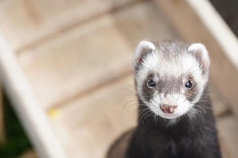 Le furet comme animal de compagnie : ce qu&rsquo;il faut savoir
