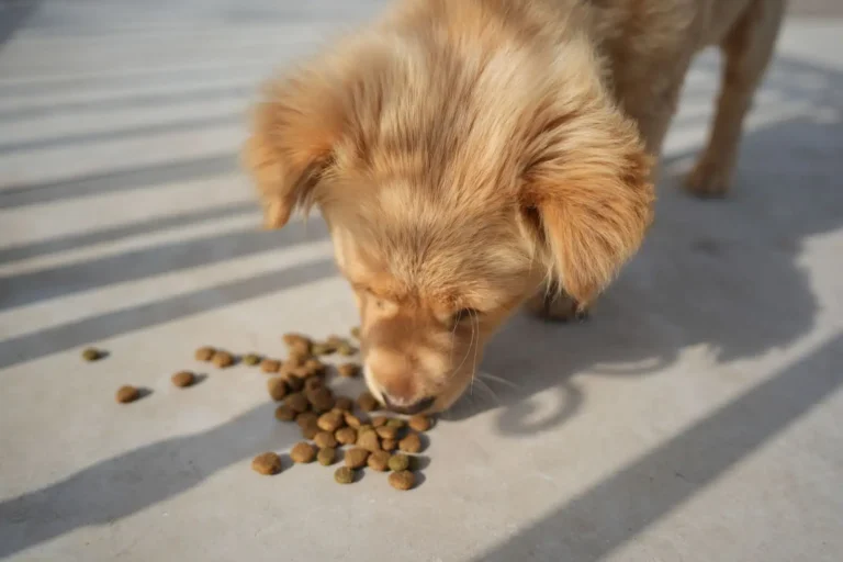 Nourriture pour animaux : bien nourrir son compagnon