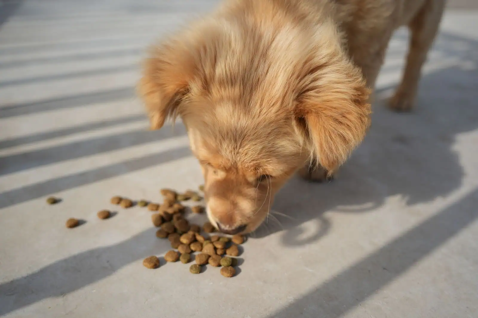 Un jeune chien doré mangeant des croquettes posées au sol, en extérieur sous le soleil.