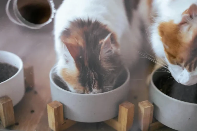 Nourriture pour animaux : bien nourrir son chien et son chat