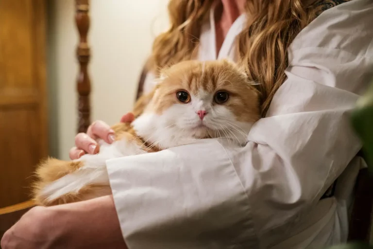 Où adopter un chat : les bons endroits et les règles à connaître