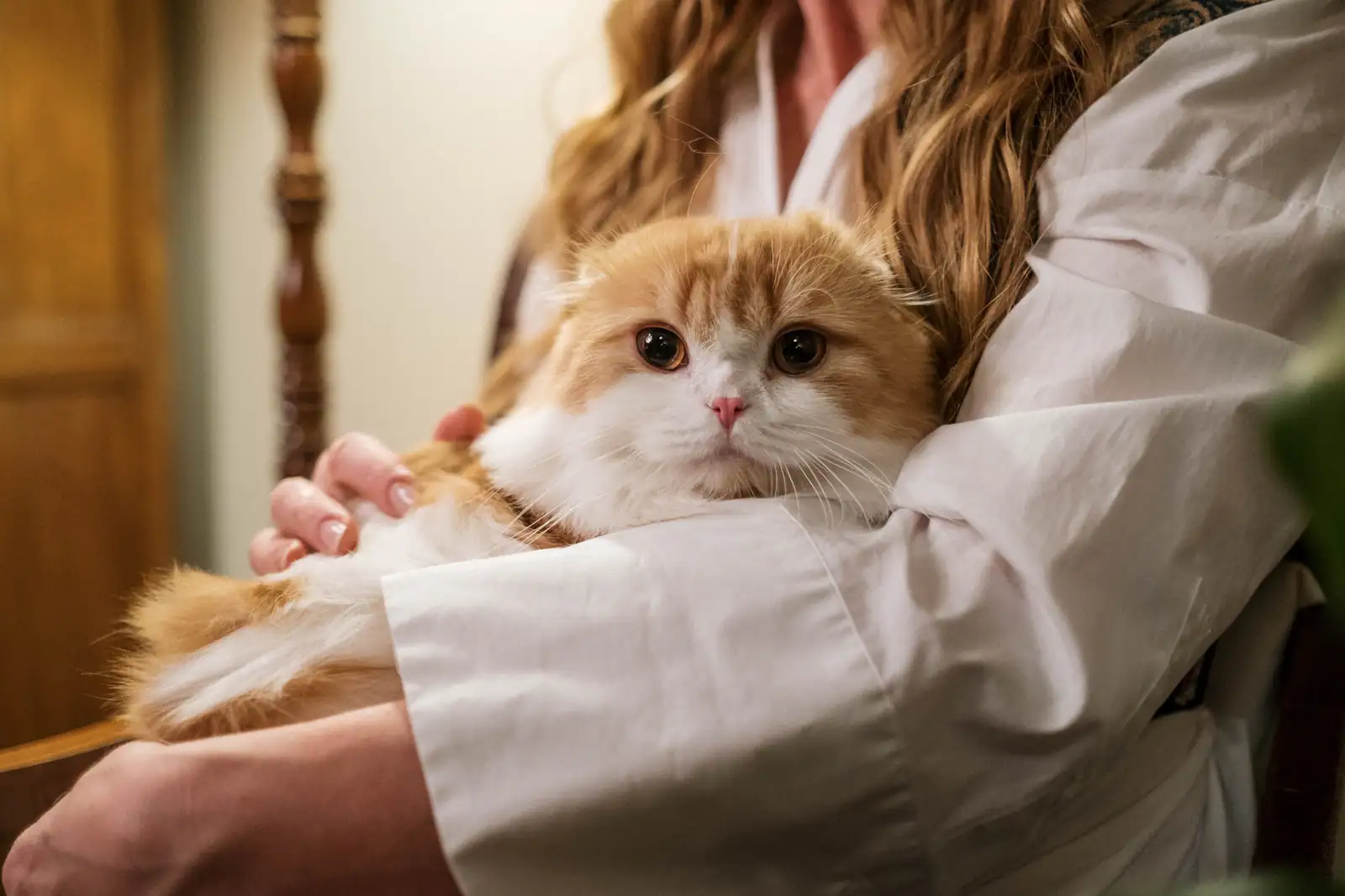 Jeune femme tenant tendrement un chat roux et blanc contre elle, dans un intérieur chaleureux