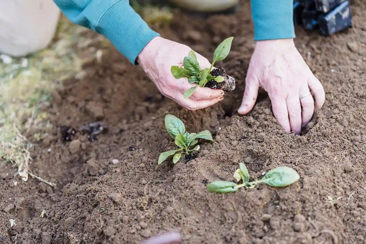 Gros plan de mains plantant de jeunes pousses dans la terre d'un potager, en extérieur