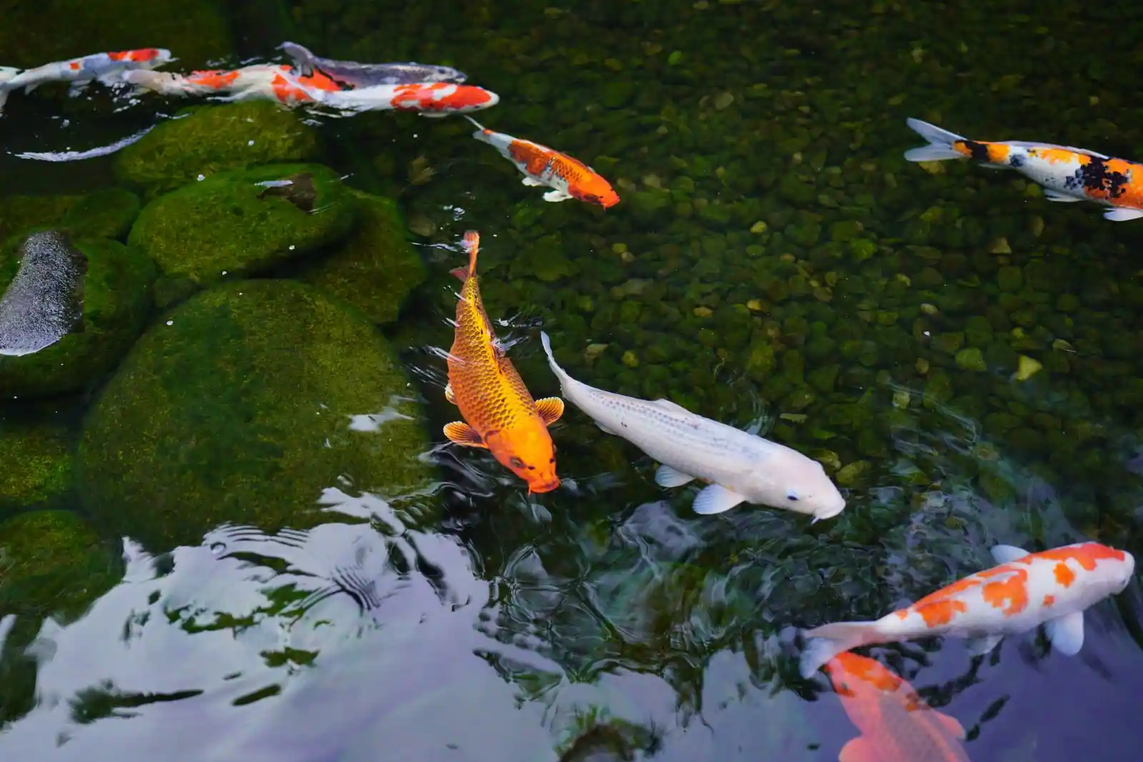 Carpes koï colorées nageant près de la surface d'un bassin de jardin aux eaux claires