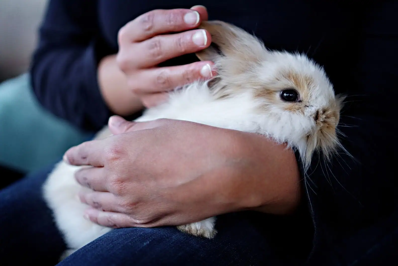 Un petit lapin de compagnie au pelage clair et duveteux, tenu délicatement dans des mains.