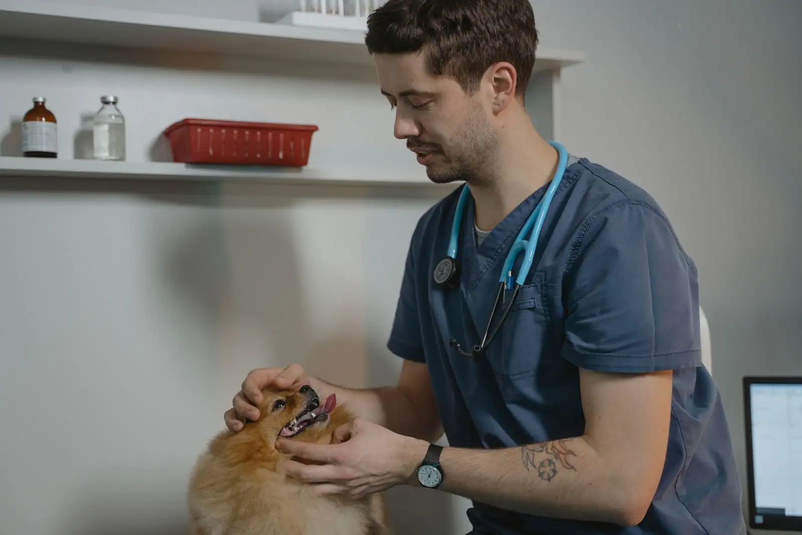 Vétérinaire en blouse examinant un petit chien lors d'une consultation