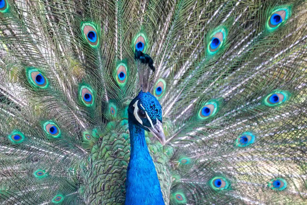 Paon aux plumes déployées, oiseau associé à Melek Taûs, l'ange-paon vénéré dans le yézidisme