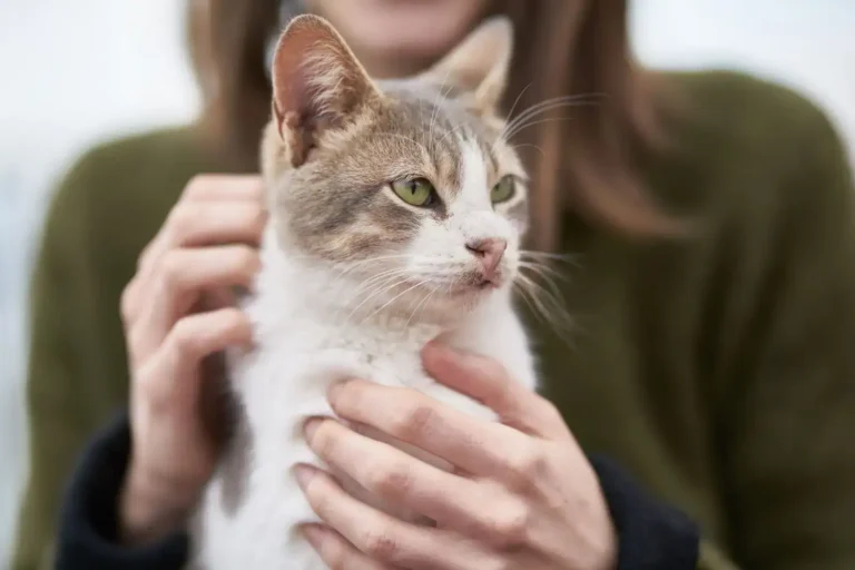 Adopter un chat à Lyon : où s&rsquo;adresser et comment s&rsquo;y prendre