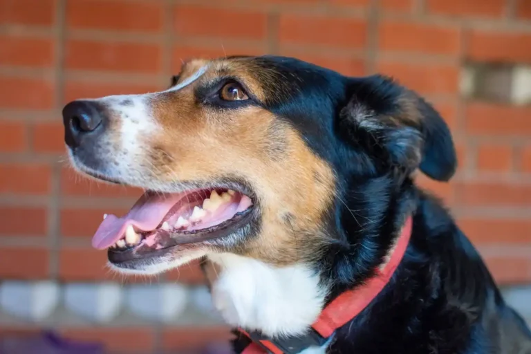 Adopter un chien en Bretagne : le guide complet
