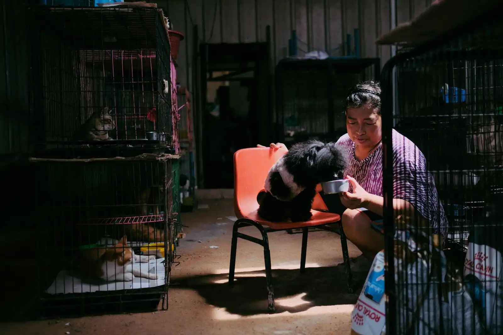 Refuge pour animaux : une bénévole s'occupe d'un chien près de cages abritant des chats en attente d'adoption