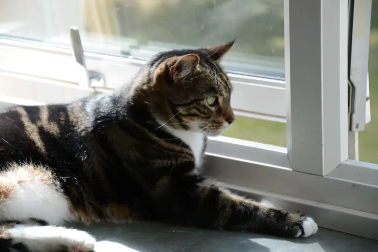 Quel animal de compagnie choisir en appartement