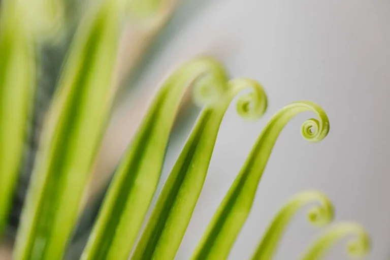 Cheveux de Vénus : la plante, son nom et son lien avec les cheveux