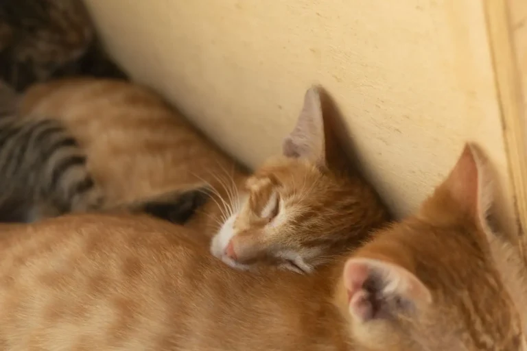 Liste des animaux de compagnie : lequel est fait pour vous ?
