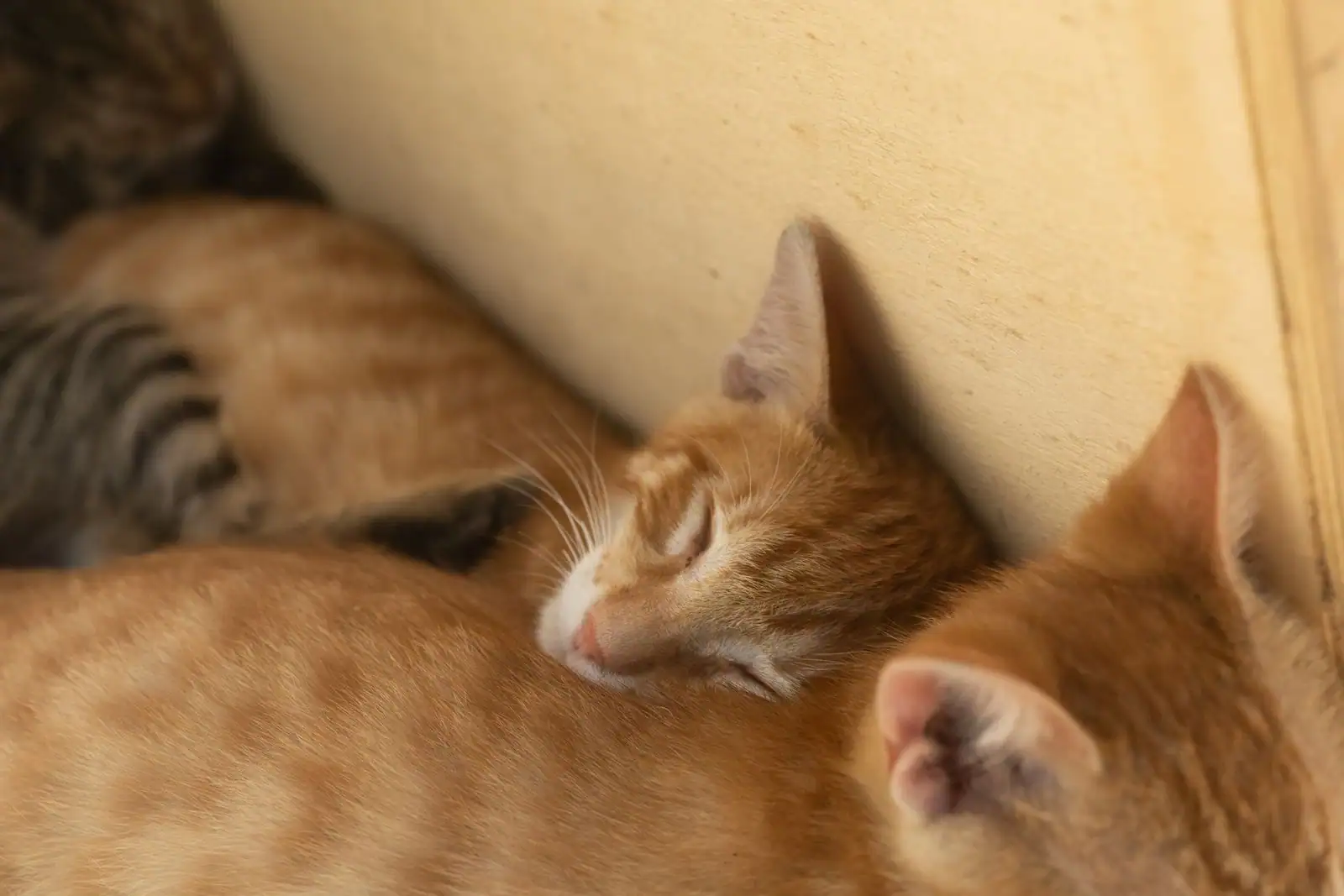 Chien et chat installés ensemble dans un intérieur chaleureux de maison