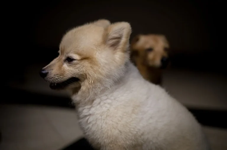 Petit chien de compagnie : bien le choisir, pour les bonnes raisons