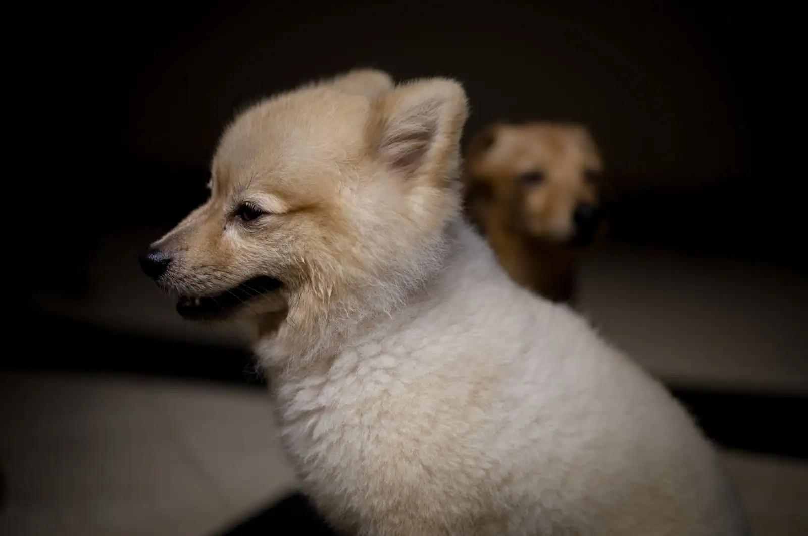 Petit chien de compagnie assis dans un intérieur clair, regard attentif