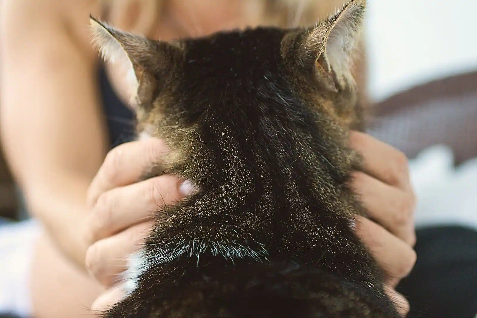 Chat installé sur le rebord d'une fenêtre dans un appartement lumineux, en position de repos calme.