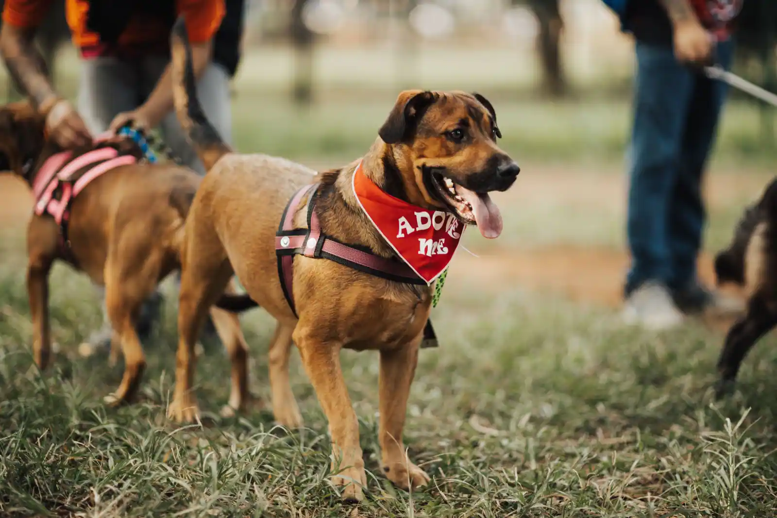 Chien portant un bandana « Adopt me » tenu en laisse lors d'une sortie en extérieur.
