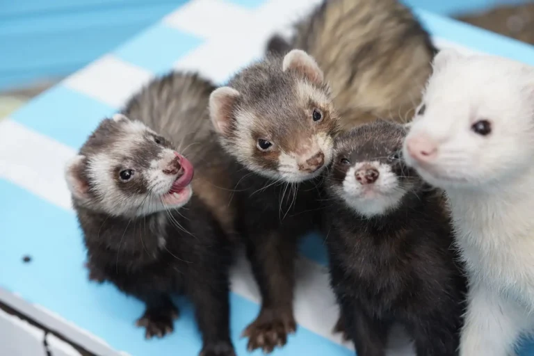 Animal de compagnie original : les critères avant l&rsquo;espèce