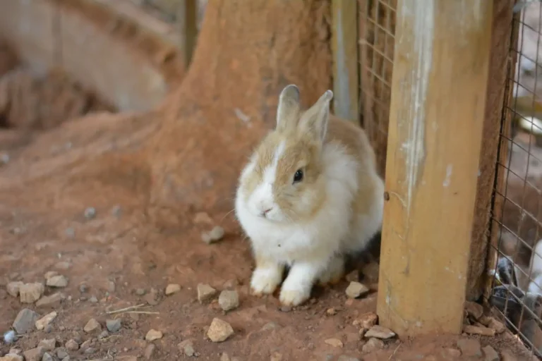 Animaux de compagnie originaux : ce qu&rsquo;implique chaque famille