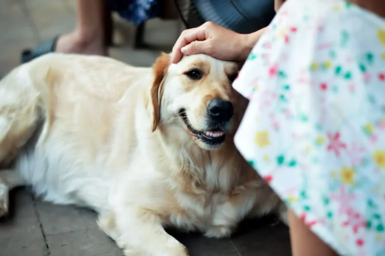 Formation en communication animale : comment bien la choisir