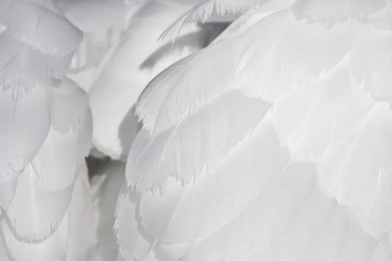 Plume grise et blanche : la signification spirituelle expliquée