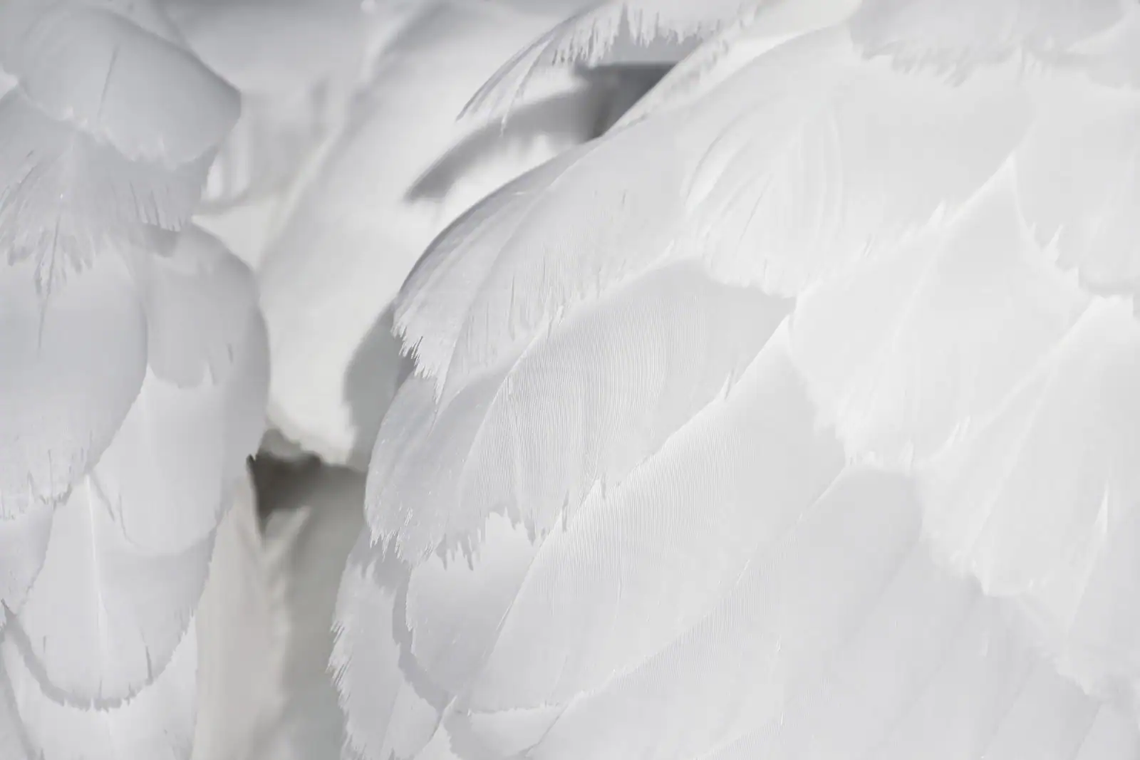 Gros plan sur un plumage blanc aux reflets gris, plumes duveteuses serrées les unes contre les autres.