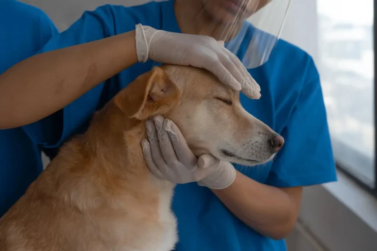 Soin aux animaux : ce qui est obligatoire, ce qui est recommandé